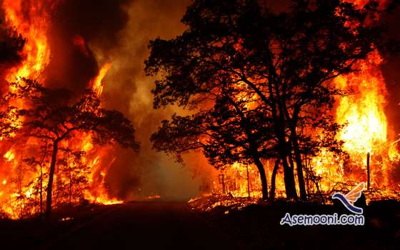 the cause of the fire in the forest1 علت آتش سوزی در جنگل ها