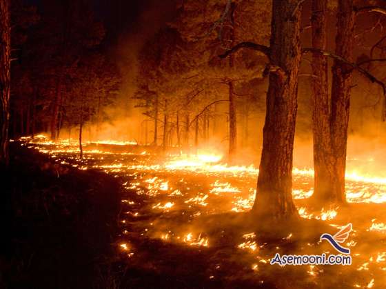علت آتش سوزی در جنگل ها the cause of the fire in the forest2 علت آتش سوزی در جنگل ها