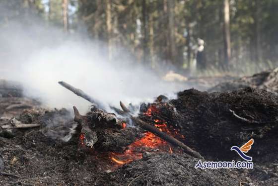 علت آتش سوزی در جنگل ها the cause of the fire in the forest علت آتش سوزی در جنگل ها