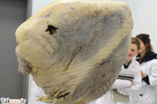 به نظر شما این تصاویر مربوط به چه چیزی می تواند باشد ؟