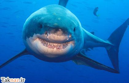 به نظر شما این تصاویر مربوط به چه چیزی می تواند باشد ؟