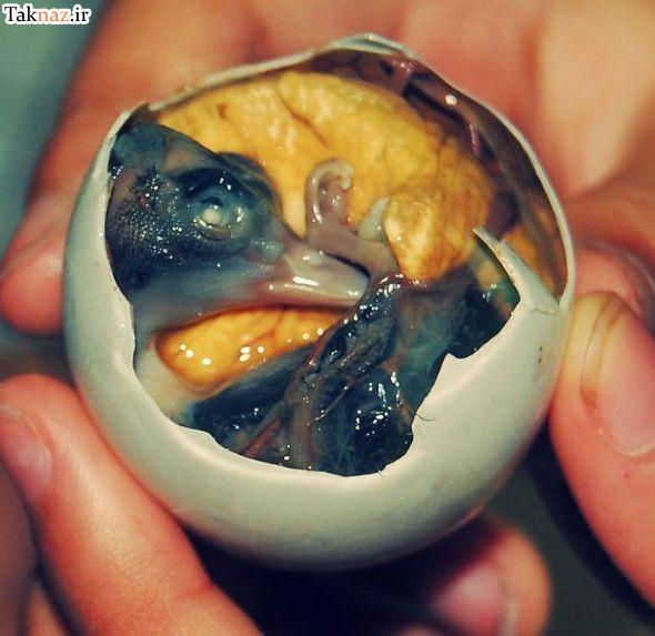چندش آورترین غذاهای جهان !! (+ تصاویر ) چندش آورترین غذاهای جهان !! (+ تصاویر )