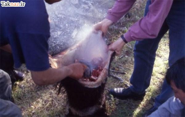 چندش آورترین غذاهای جهان !! (+ تصاویر ) چندش آورترین غذاهای جهان !! (+ تصاویر )