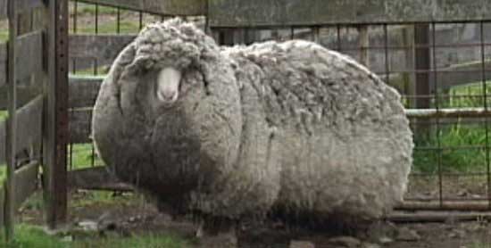 پشمالو ترین گوسفند دنیا در استرالیا + عکس پشمالو ترین گوسفند دنیا در استرالیا + عکس
