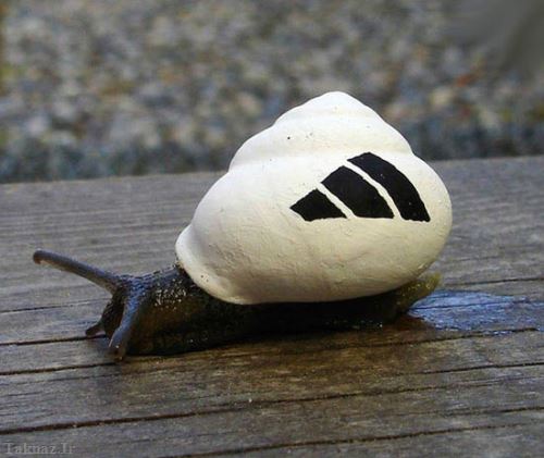 هنرنمایی دیدنی و بسیار جالب روی حلزون ها هنرنمایی دیدنی و بسیار جالب روی حلزون ها