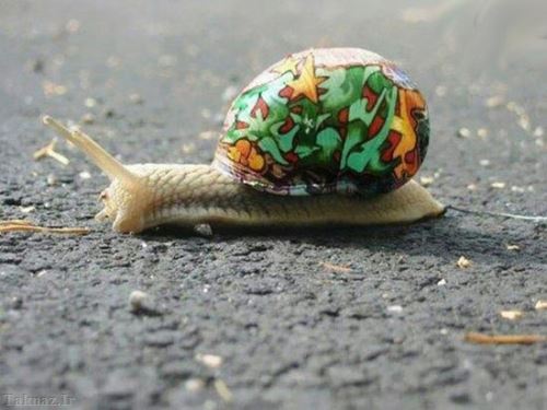 هنرنمایی دیدنی و بسیار جالب روی حلزون ها هنرنمایی دیدنی و بسیار جالب روی حلزون ها