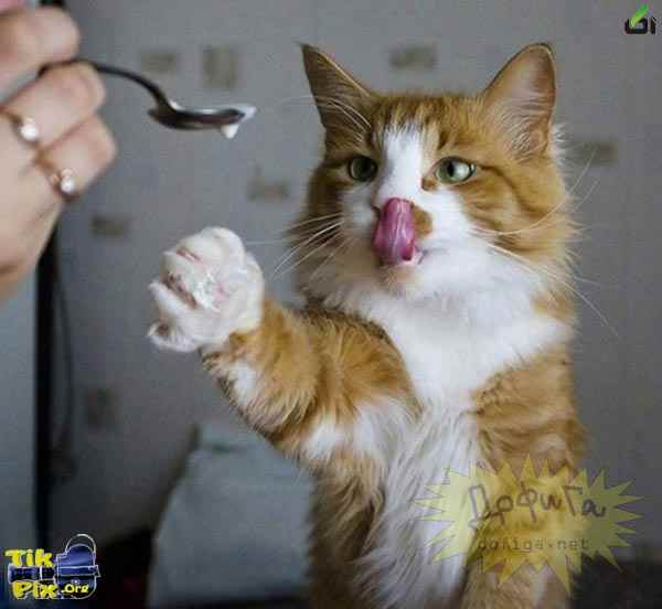 عکس های خنده دار و دیدنی از حیوانات(3) - آکا