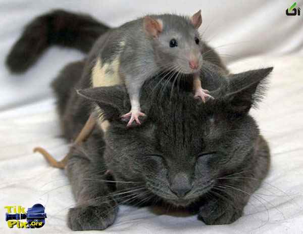 عکس های خنده دار و دیدنی از حیوانات(3) - آکا