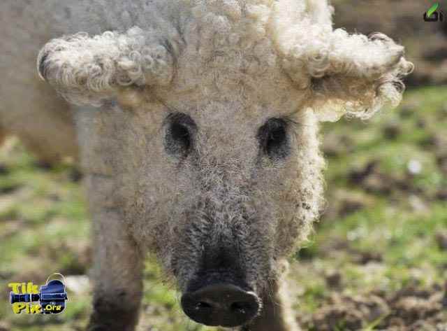 عکس های خنده دار و دیدنی از حیوانات(3) - آکا