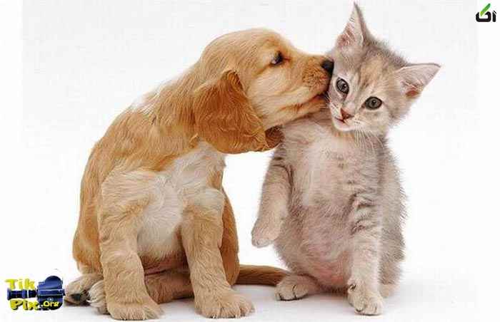 عکس های خنده دار و دیدنی از حیوانات(3) - آکا