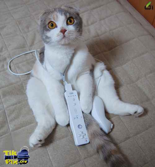 عکس های خنده دار و دیدنی از حیوانات(3) - آکا