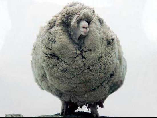 پشمالو ترین گوسفند دنیا در استرالیا + عکس پشمالو ترین گوسفند دنیا در استرالیا + عکس
