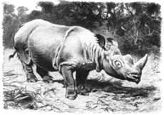 230px-Rauhohr-Nashorn-drawing