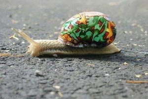 هنرنمایی دیدنی و بسیار جالب روی حلزون ها هنرنمایی دیدنی و بسیار جالب روی حلزون ها