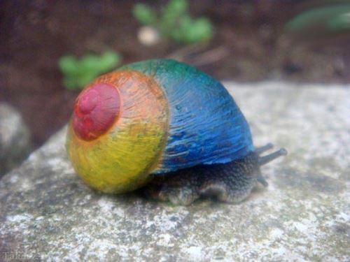 هنرنمایی دیدنی و بسیار جالب روی حلزون ها هنرنمایی دیدنی و بسیار جالب روی حلزون ها