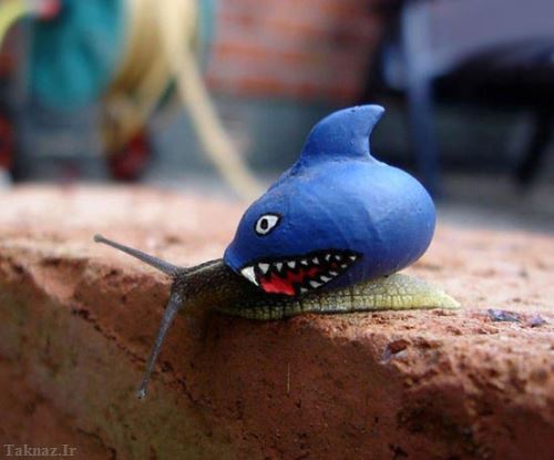 هنرنمایی دیدنی و بسیار جالب روی حلزون ها هنرنمایی دیدنی و بسیار جالب روی حلزون ها