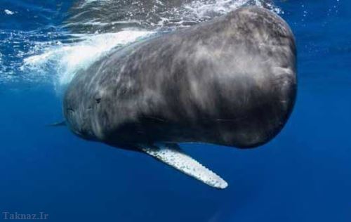 پسر بچه ای که با استفراع نهنگ ثروتمند شد! + عکس پسر بچه ای که با استفراع نهنگ ثروتمند شد! + عکس