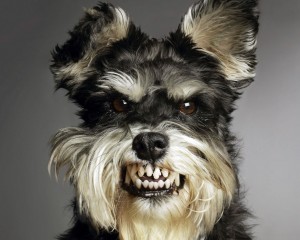 Animals_Dogs_Funny_dog_013643_
