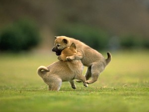 Beautiful-Animals-Pictures-of-Cute-Animals-2