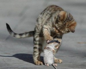 Cute_and_funny_animals_pictures_42