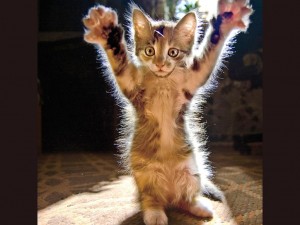 Funny_Cat_Wallpaper_1024x768_wallpaperhere