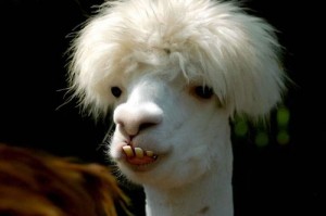 Funny_Llama_
