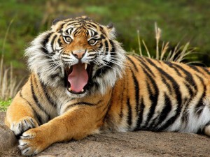 The Tiger Strikes Again Wild Animals239