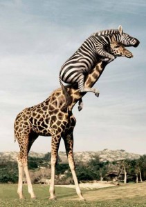 animals16