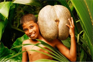 coco-de-mer