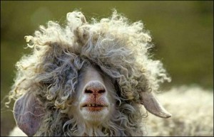 funny-animal-01