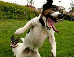 funny animals 015