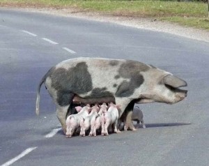 funny-looking-animal-3