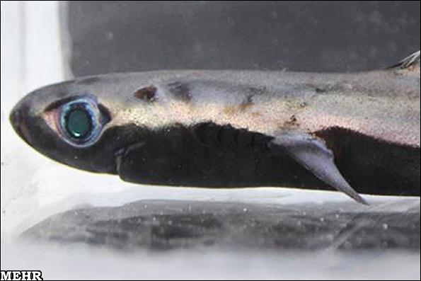 کوسه ماهی که نامرئی می شود + عکس کوسه ماهی که نامرئی می شود + عکس