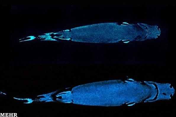 کوسه ماهی که نامرئی می شود + عکس کوسه ماهی که نامرئی می شود + عکس