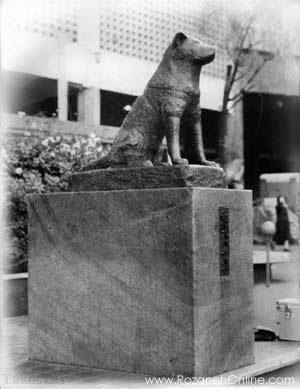 سگی که سمبل ملی وفاداری شد!! + عکس سگی که سمبل ملی وفاداری شد!! + عکس