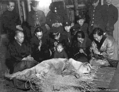 سگی که سمبل ملی وفاداری شد!! + عکس سگی که سمبل ملی وفاداری شد!! + عکس