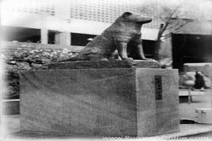 سگی که سمبل ملی وفاداری شد!! + عکس سگی که سمبل ملی وفاداری شد!! + عکس