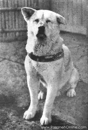 سگی که سمبل ملی وفاداری شد!! + عکس سگی که سمبل ملی وفاداری شد!! + عکس