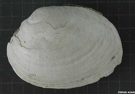 اخبار,اخبار علمی , باستانیترين اثر تاريخی اخبار,اخبار علمی , باستانیترين اثر تاريخی