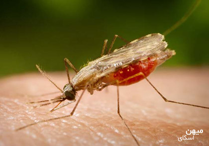 مالاریا مالاریا