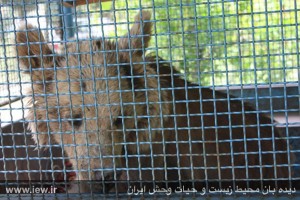 gیک-خرس-قهوه-ای-با-شرایط-جسمی-نامناسب-در-اسلام-آباد-غرب-زنده-گیری-شد