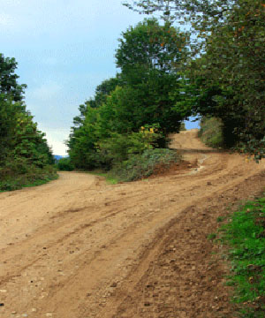 جنگل اَفراتَخته جنگل اَفراتَخته