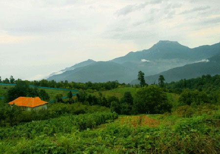 جنگل اَفراتَخته جنگل اَفراتَخته