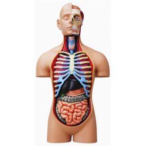 Famemaster-4D-Vision-4D-Vision-Deluxe-Human-Anatomy-Torso-Model