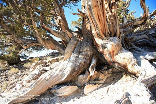 پیرترین درختان دنیا +عکس