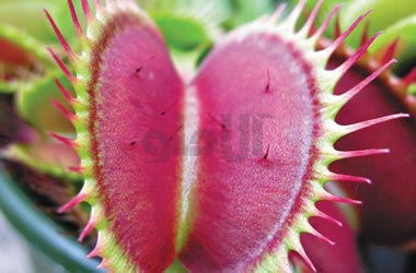 Insectivorous-Venus Insectivorous-Venus