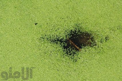 ریز گیاه های شناور ریز گیاه های شناور