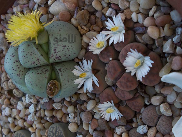 stone-plants گل های سنگی