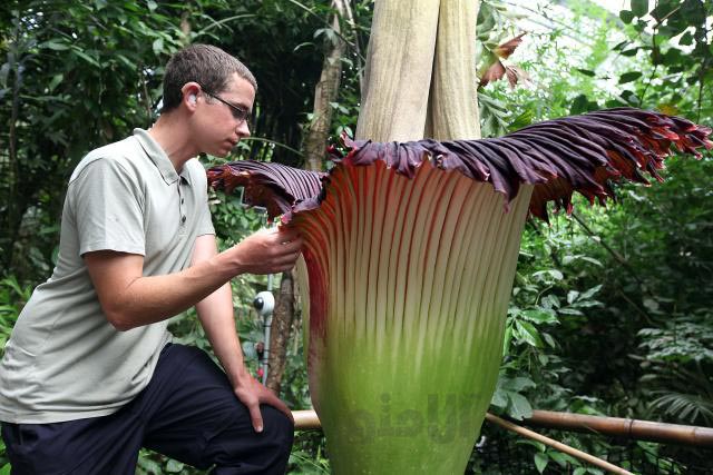 titan-arum