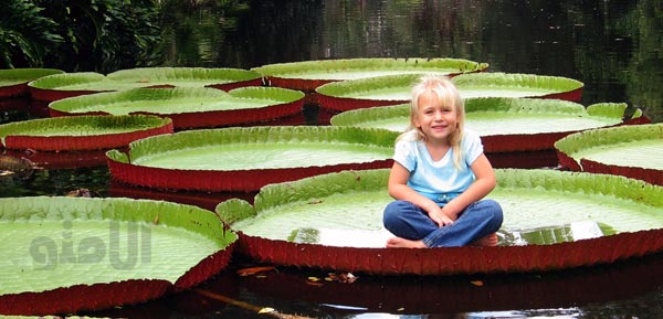water-lily